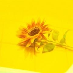 Vaundy 怪獣の花唄 歌詞 歌ネット