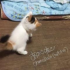 あのこねこ