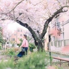 桜吹雪