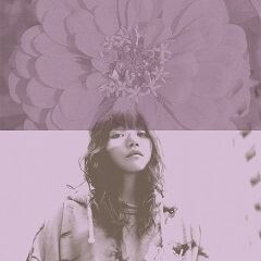 百日草