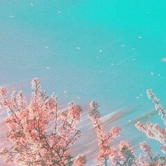 サクラ