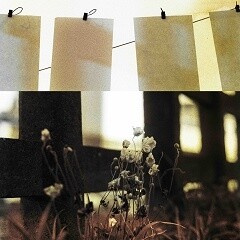 秋明菊 - Reproduced 2025