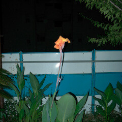 upright feat. KID FRESINO