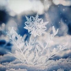 ハナユキ / Aile The Shota