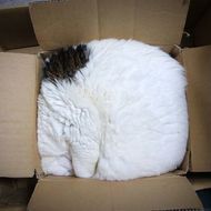 段ボール猫