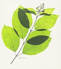 グッドモーニング