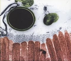 ダンスマカブラ