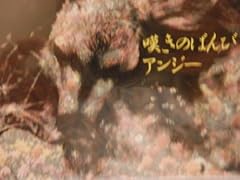 バンビの死